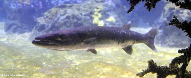 Sphyraena barracuda