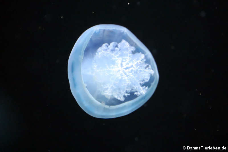 Kanonenkugelqualle Stomolophus meleagris-3