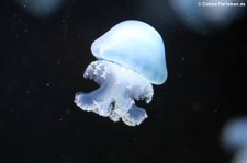 Kanonenkugelqualle (Stomolophus meleagris)
im Aquarium Berlin Stomolophus meleagris-1