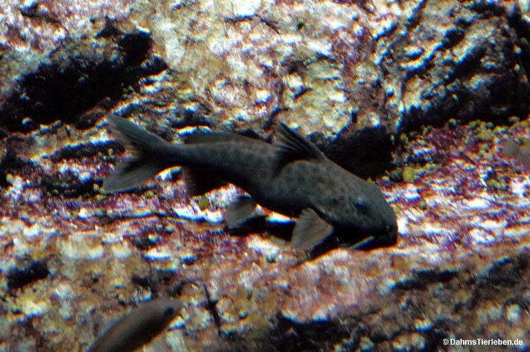 Synodontis polli