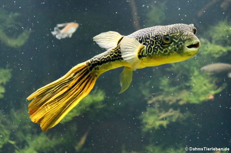 Goldringel-Kugelfisch
(Tetraodon mbu) Goldringel-Kugelfisch (Tetraodon mbu)