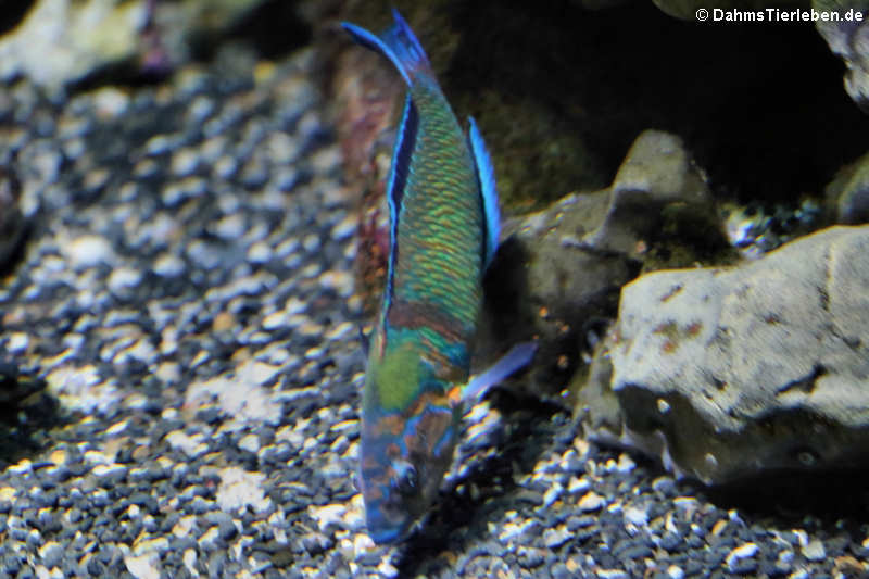 Meerpfau
(Thalassoma pavo) Thalassoma pavo
