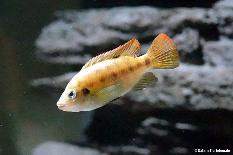Tilapia guinasana