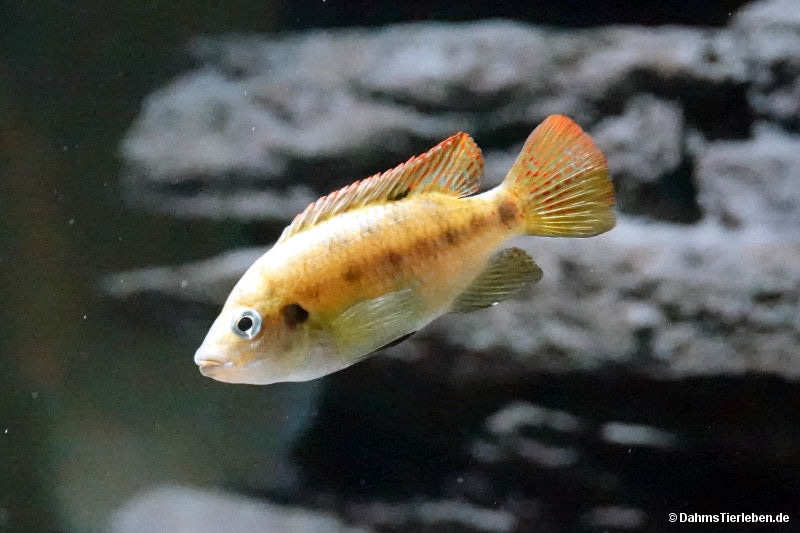 Tilapia guinasana