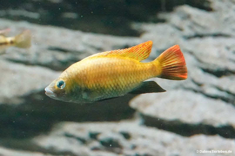 Guinas-Buntbarsch
(Tilapia guinasana) Tilapia guinasana