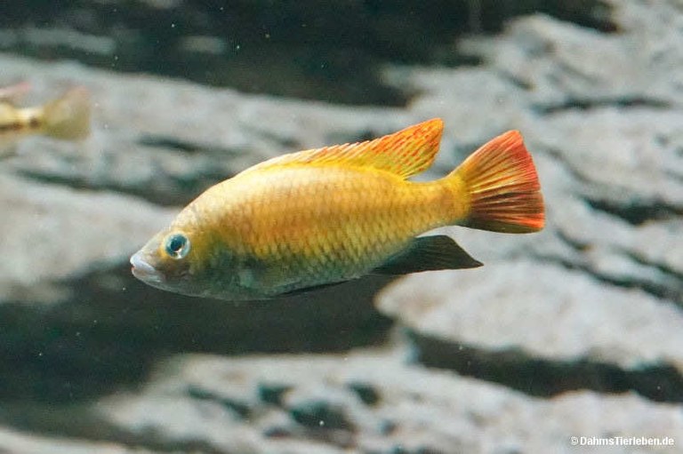 Tilapia guinasana