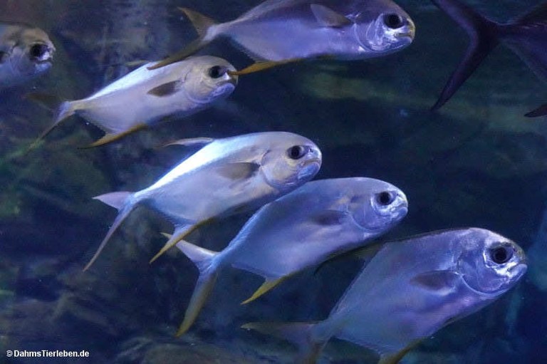 Trachinotus blochii
