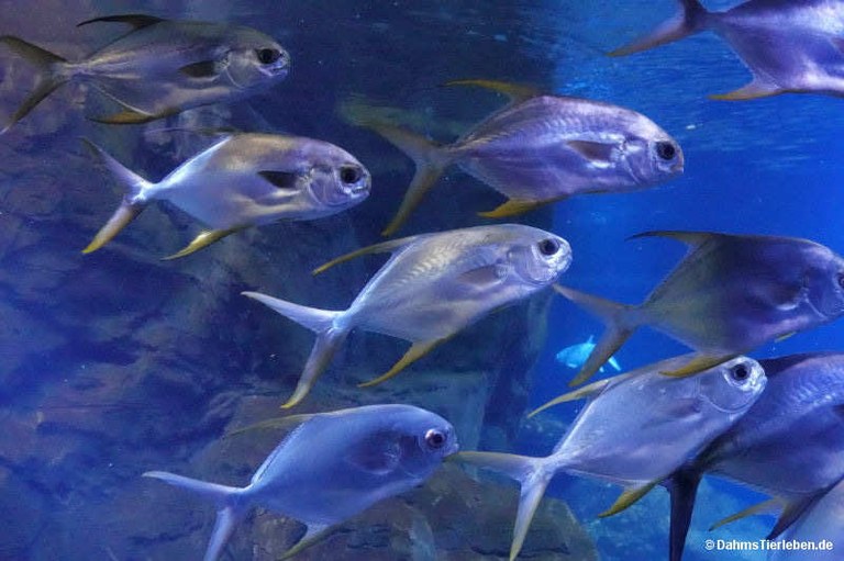Trachinotus blochii