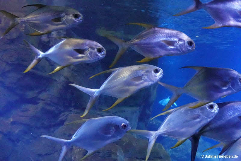 Trachinotus blochii