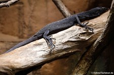 Schwarzer Baumwaran (Varanus beccari) im Aquarium Berlin