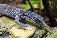 Blauer Baumwaran (Varanus macraei) im Aquarium Berlin