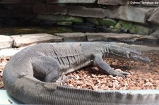 Mertens Wasserwaran (Varanus mertensi) im Aquarium Berlin