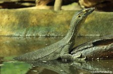 Mertens Wasserwaran (Varanus mertensi) im Aquarium Berlin