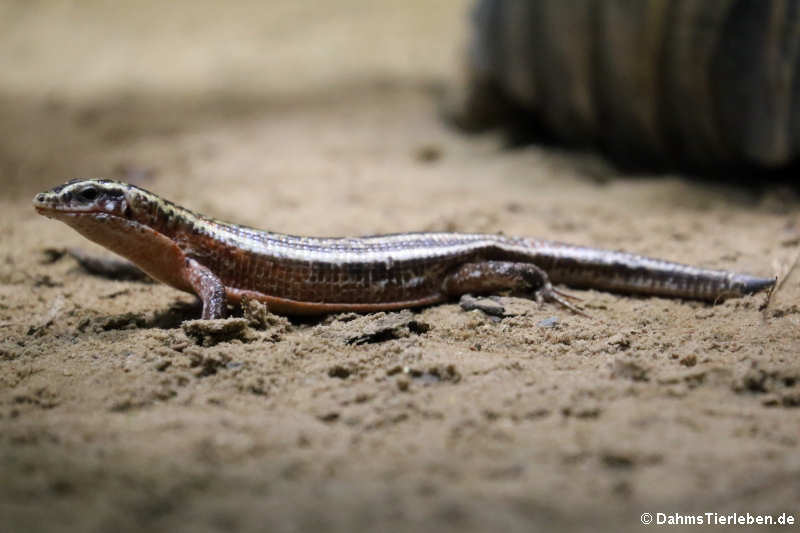 Vierstreifen-Ringelschildechse (Zonosaurus quadrilineatus)