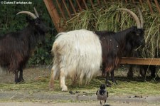 Tierpark Berlin