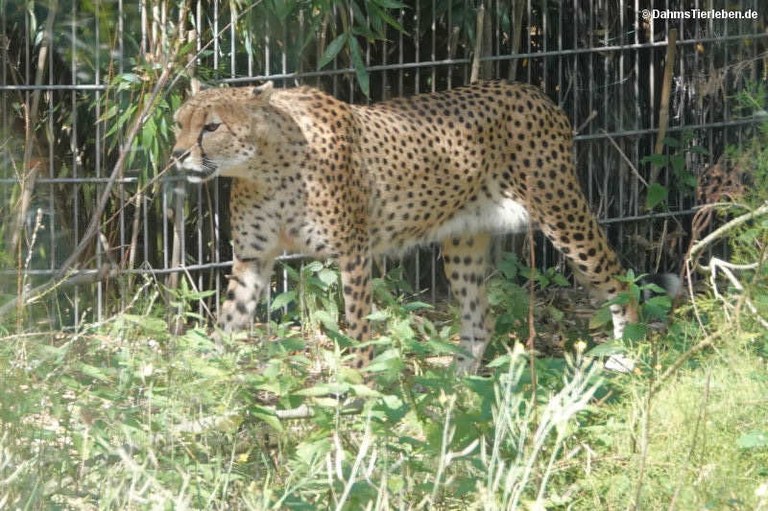 Acinonyx jubatus soemmeringii
