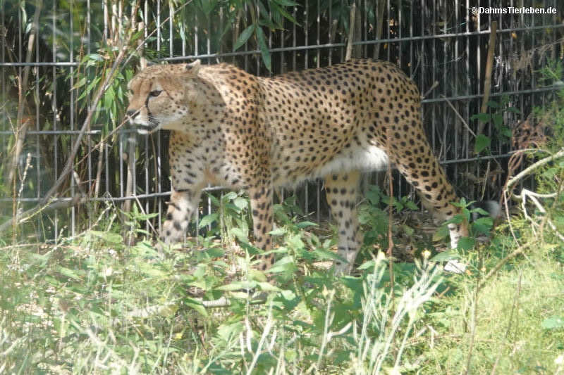 Acinonyx jubatus soemmeringii