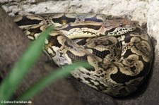 Südliche Madagaskarboa (Acrantophis dumerili) im Tierpark Berlin