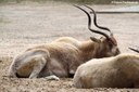 Addax nasomaculatus