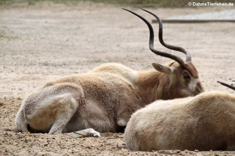 Addax nasomaculatus