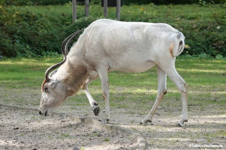 Addax nasomaculatus