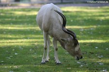 Mendesantilope (Addax nasomaculatus) im Tierpark Berlin