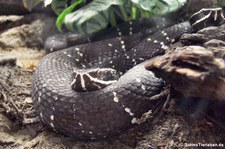 Mexikanische Mokassinottern (Agkistrodon bilineatus) im Tierpark Berlin