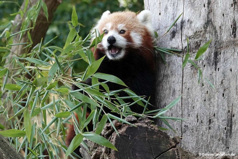 Ailurus fulgens fulgens