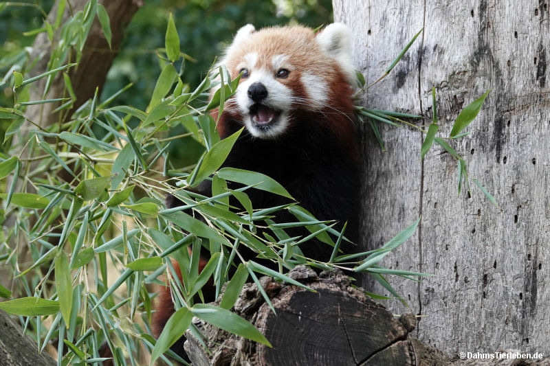 Ailurus fulgens fulgens