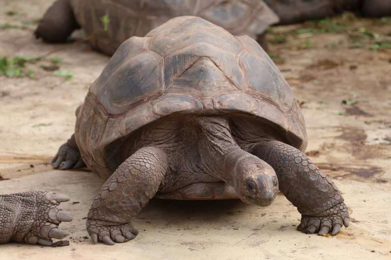 Aldabra-Riesenschildkröte (Aldabrachelys gigantea)