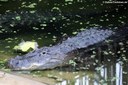 Alligator mississippiensis