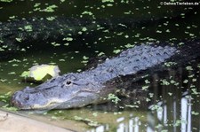Mississippi-Alligator oder Hechtalligator (Alligator mississippiensis) im Tierpark Berlin