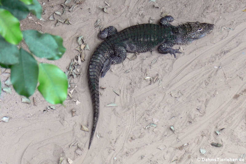 China-Alligator (Alligator sinensis)