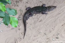 China-Alligator (Alligator sinensis) im Tierpark Berlin