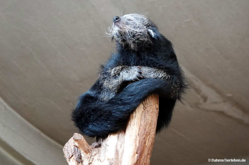 Arctictis binturong