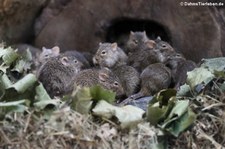 Neumanns Grasratten (Arvicanthis neumanni) im Tierpark Berlin