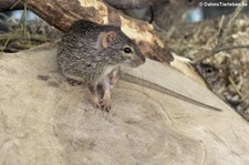 Neumanns Grasratte (Arvicanthis neumanni) im Tierpark Berlin