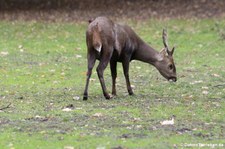 Schweinshirsch (Axis porcinus) im Tierpark Berlin