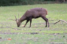 Schweinshirsch (Axis porcinus) im Tierpark Berlin