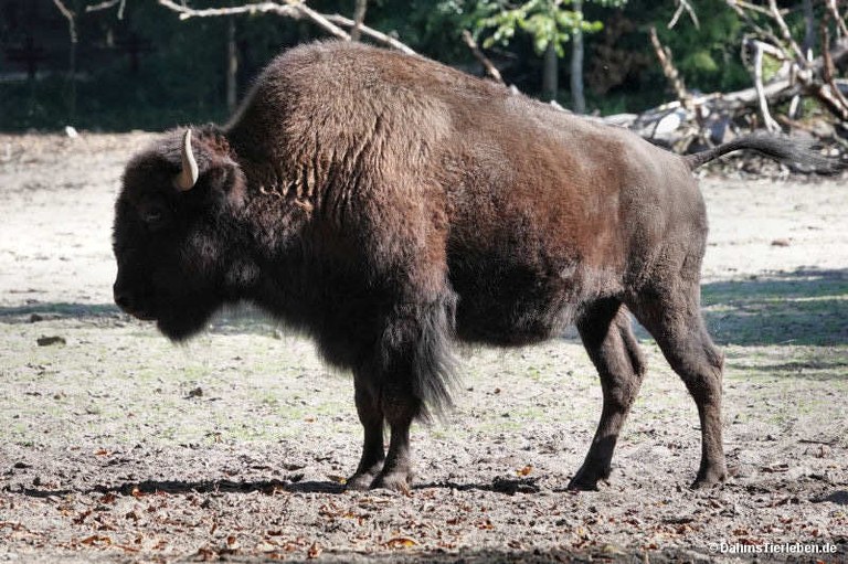 Bison bison athabascae