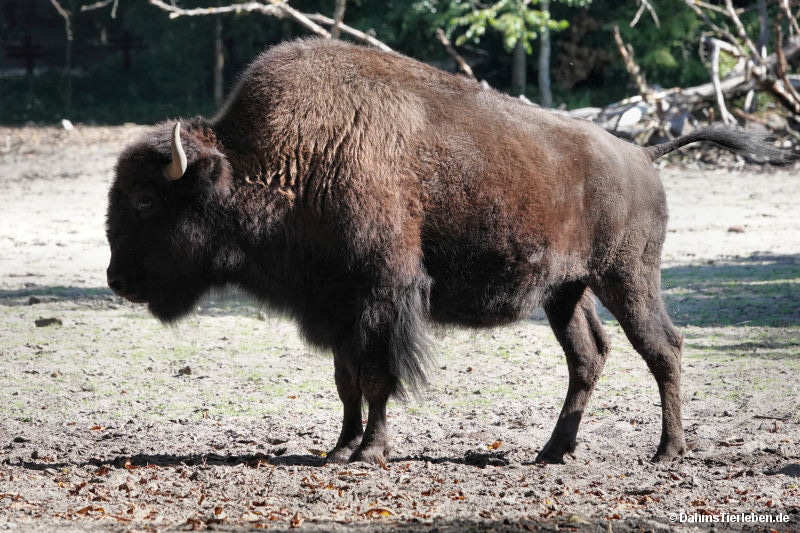 Bison bison athabascae