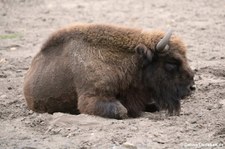 Wisent (Bison bonasus) im Tierpark Berlin