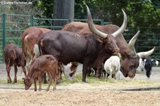 Watussirind im Tierpark Berlin