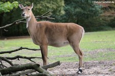 weibliche Nilgau-Antilope (Boselaphus tragocamelus) im Tierpark Berlin