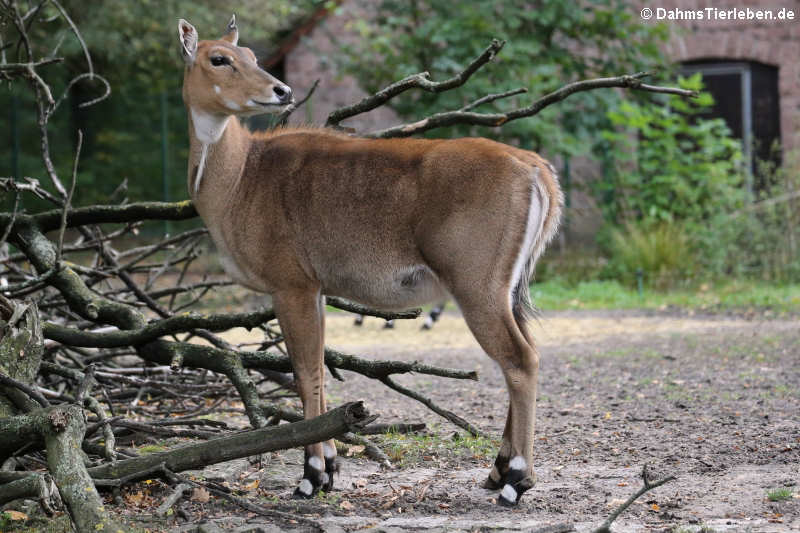 Boselaphus tragocamelus