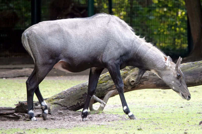 Nilgau-Antilope (Boselaphus tragocamelus)