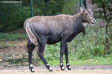 männliche Nilgau-Antilope (Boselaphus tragocamelus) im Tierpark Berlin