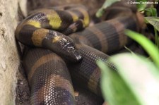 Bismarckpython (Bothrochilus boa) im Tierpark Berlin