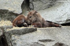 Junger Goldtakin (Budorcas taxicolor bedfordi) im Tierpark Berlin