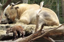 Goldtakin mit Jungtier (Budorcas taxicolor bedfordi) im Tierpark Berlin